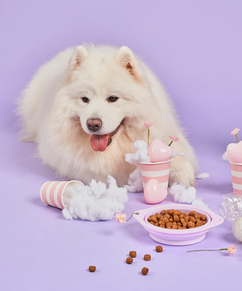 Nourriture pour chien Soldes 31 Nourriture pour chien Soldes -Nourriture pour chien Soldes 34ER323EW