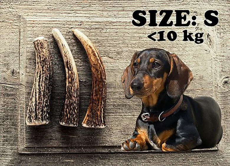 Animalis - Friandise Bois De Cerf Entier Pour Chien 4 Animalis - Friandise Bois De Cerf Entier Pour Chien – Image 2