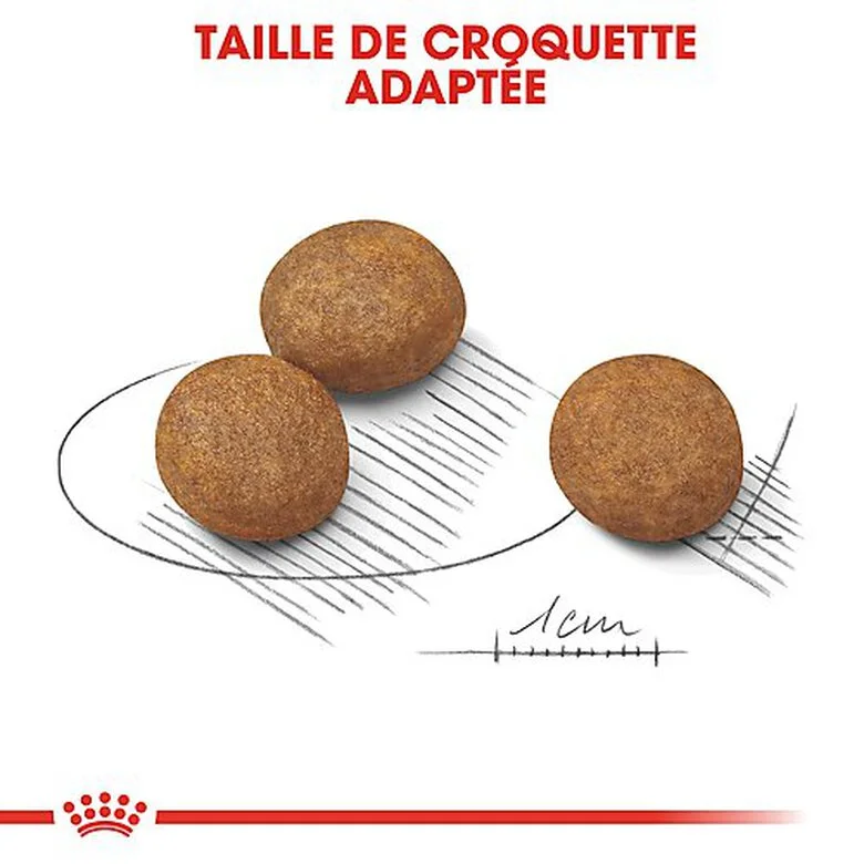 Royal Canin - Croquettes Maxi Puppy Pour Chiot 10 Royal Canin - Croquettes Maxi Puppy Pour Chiot – Image 8