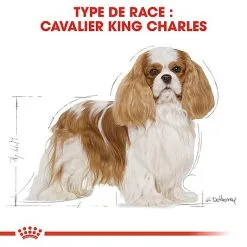 Royal Canin - Croquettes Cavalier King Charles Pour Chien Adulte 14 Royal Canin - Croquettes Cavalier King Charles Pour Chien Adulte -Nourriture pour chien Soldes 67592