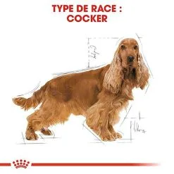Royal Canin - Croquettes Cocker Pour Chien Adulte 12 Royal Canin - Croquettes Cocker Pour Chien Adulte -Nourriture pour chien Soldes 67778