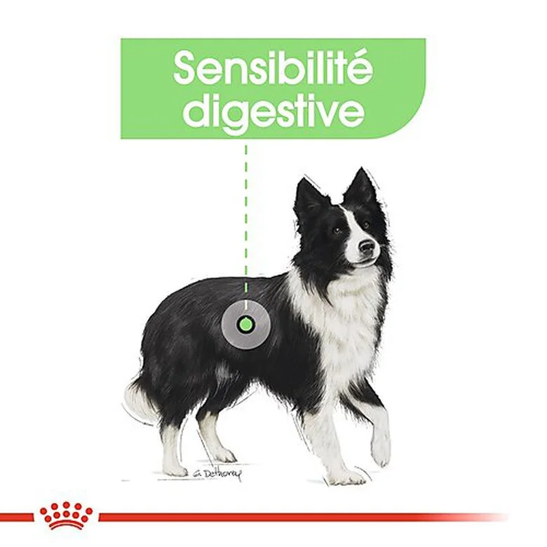Royal Canin - Croquettes Digestive Care Pour Chien - 3Kg 5 Royal Canin - Croquettes Digestive Care Pour Chien - 3Kg – Image 3