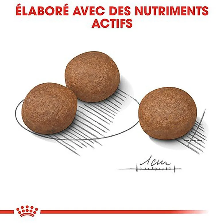 Royal Canin - Croquettes Digestive Care Pour Chien - 3Kg 7 Royal Canin - Croquettes Digestive Care Pour Chien - 3Kg – Image 5
