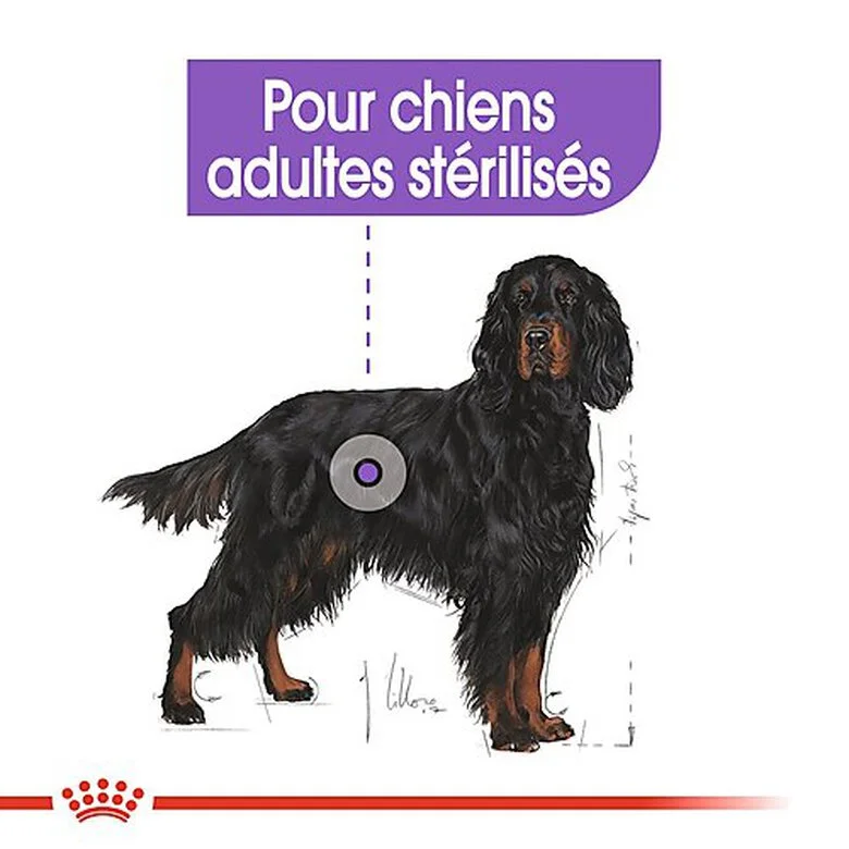 Royal Canin - Croquettes Maxi Sterilised Pour Chien Adulte Stérilisé - 3Kg 5 Royal Canin - Croquettes Maxi Sterilised Pour Chien Adulte Stérilisé - 3Kg – Image 3