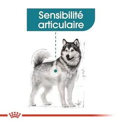 Royal Canin - Croquettes Maxi Joint Care Pour Chien - 10Kg 11 Royal Canin - Croquettes Maxi Joint Care Pour Chien - 10Kg -Nourriture pour chien Soldes 68091