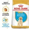 Royal Canin - Croquettes Puppy Labrador Retriever Pour Chiots - 3Kg -Nourriture pour chien Soldes 74382