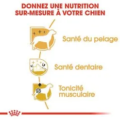 Royal Canin - Croquettes Poodle Adult Caniche Pour Chien - 1,5Kg 10 Royal Canin - Croquettes Poodle Adult Caniche Pour Chien - 1,5Kg -Nourriture pour chien Soldes 74392