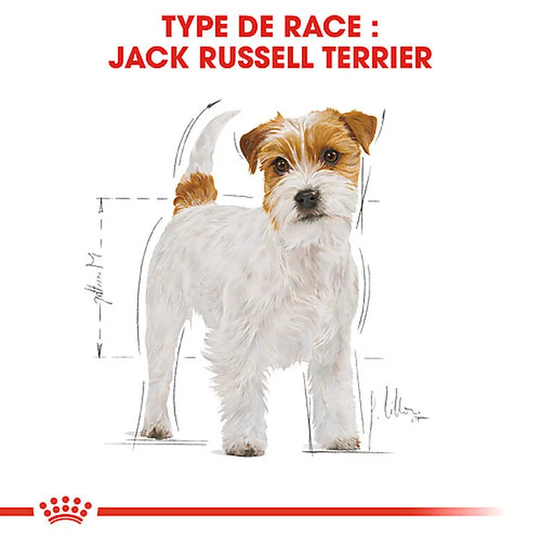 Royal Canin - Croquettes Jack Russell Adult Pour Chiens - 1,5Kg 4 Royal Canin - Croquettes Jack Russell Adult Pour Chiens - 1,5Kg – Image 2