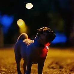 Tickless - Répulsif Antiparasitaire Mini Dog Ultrason Rechargeable Pour Chiens - Noir 10 Tickless - Répulsif Antiparasitaire Mini Dog Ultrason Rechargeable Pour Chiens - Noir -Nourriture pour chien Soldes 76316