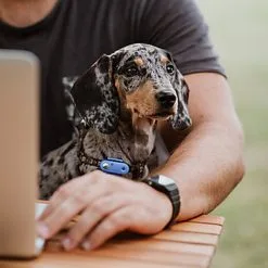 Tickless - Répulsif Antiparasitaire Mini Dog Ultrason Rechargeable Pour Chiens - Bleu 9 Tickless - Répulsif Antiparasitaire Mini Dog Ultrason Rechargeable Pour Chiens - Bleu -Nourriture pour chien Soldes 76335