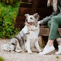 Tickless - Médaillon Ecopet Antiparasitaire Ultrason Pour Chiens Et Chats - 3,8cm 11 Tickless - Médaillon Ecopet Antiparasitaire Ultrason Pour Chiens Et Chats - 3,8cm -Nourriture pour chien Soldes 76336