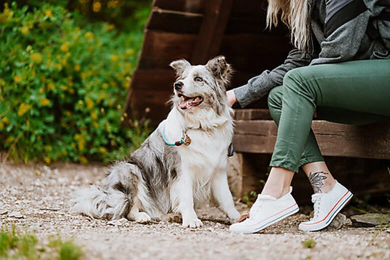 Tickless - Médaillon Ecopet Antiparasitaire Ultrason Pour Chiens Et Chats - 3,8cm 7 Tickless - Médaillon Ecopet Antiparasitaire Ultrason Pour Chiens Et Chats - 3,8cm – Image 5