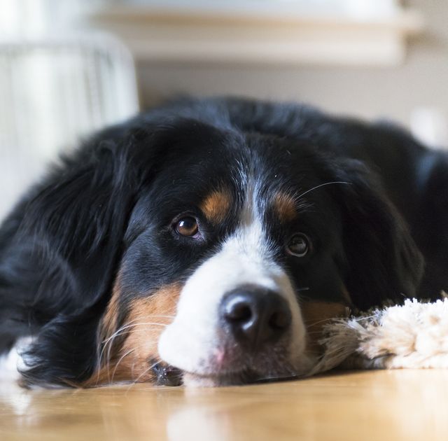 Nourriture pour chien Soldes 24 Nourriture pour chien Soldes -Nourriture pour chien Soldes big fluffy dog breeds 1659335104